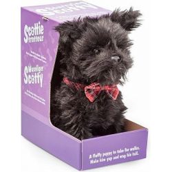 Pejsek Scoty na vodítku  ****