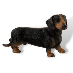 Jezevčík Apollo  ********